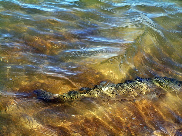 Speckled-Trout8
