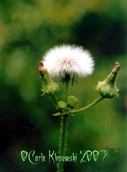 Dandelion