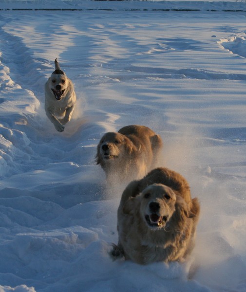 Go Dog Go
