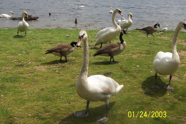 I am not an ugly duckling