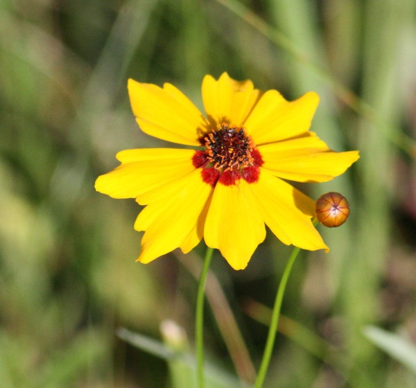 Wild Flower