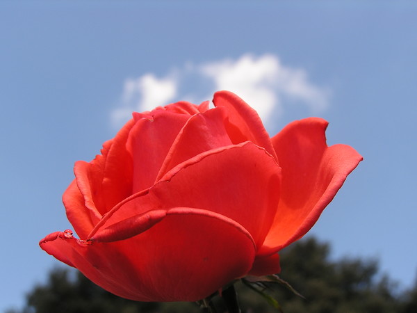 Rose_in_the_clouds