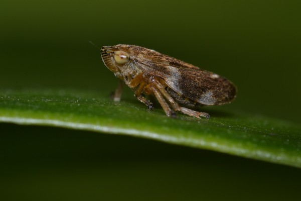 Bug