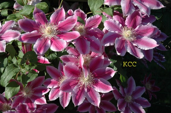 Clematis