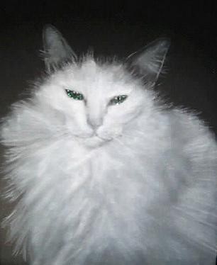 Fluffy Cat