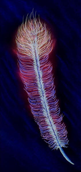Feather #1 inverse reverse