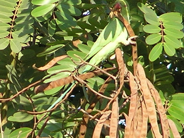 Parrot with flute