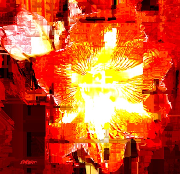 Amaryllis Flame