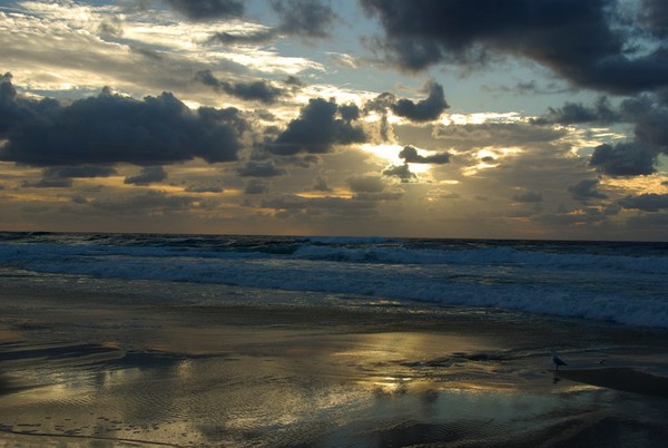Sunrise and seagull