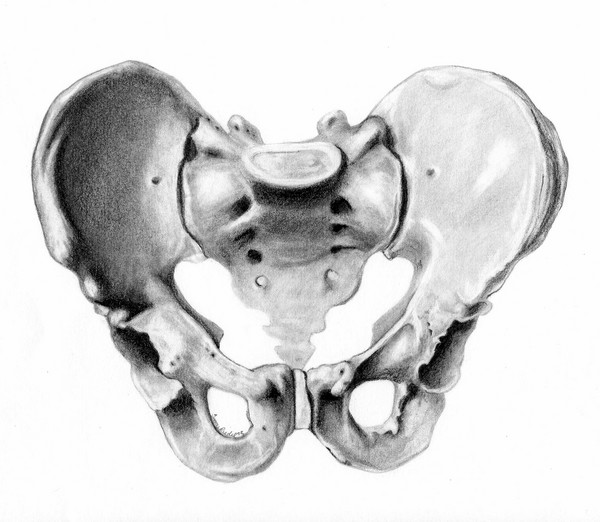 Pelvis