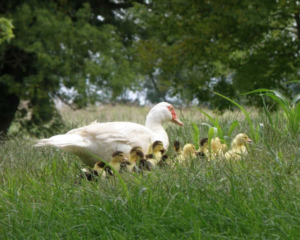 Momma Muscovy & her ducklings 