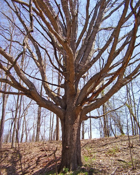 Granddaddy Tree 2