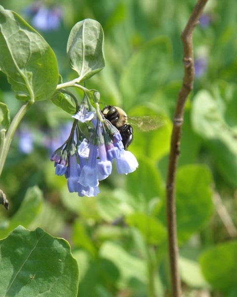Bee on Bluebells 