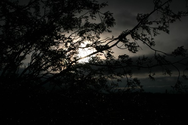Sunrise Thru The Branches