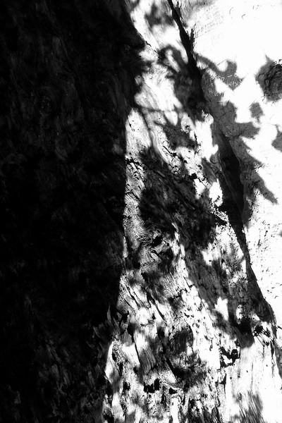 tree art-2
