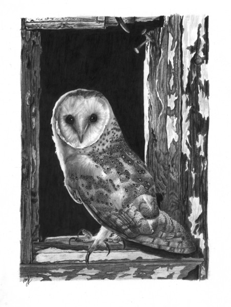 British Barn Owl