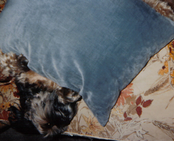 Pillow Pup