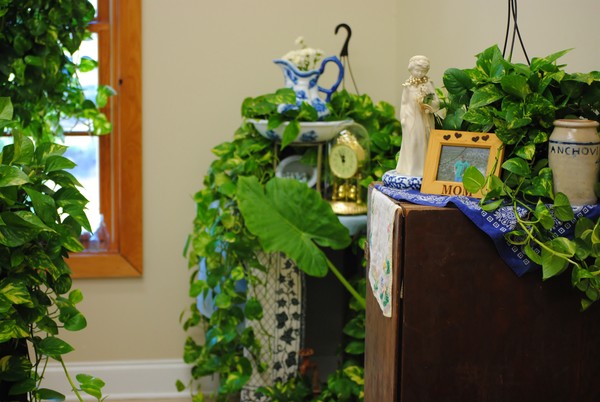 POTHOS
