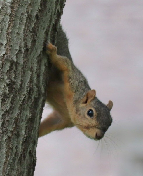 Mr. Squirrel  spies