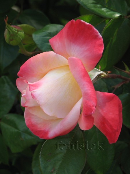 Rose_white-pink_