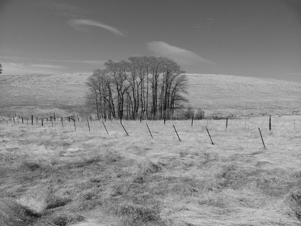 Field of Dreams