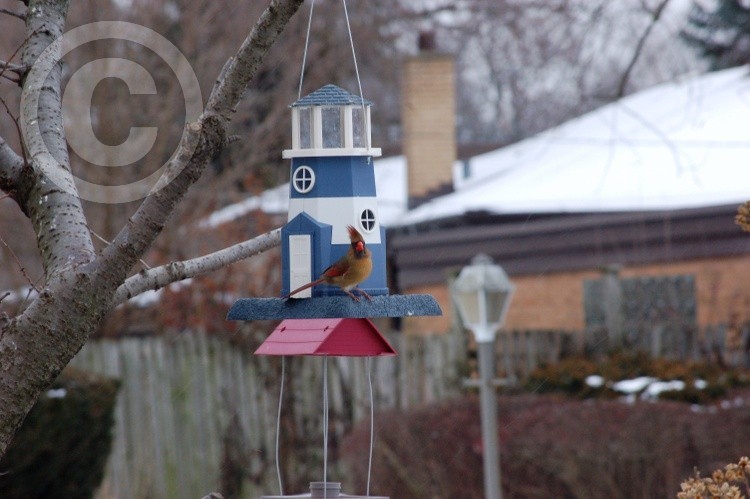 Mrs. Cardinal likes her new bird feeder.