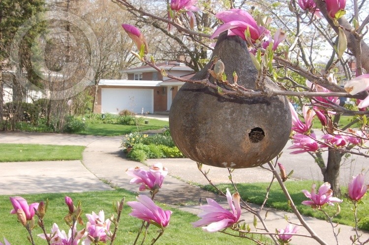 The Gourd Bird House in Magnolia Tree