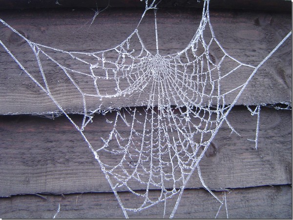 web
