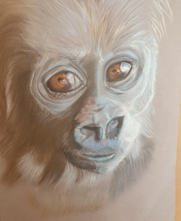 Baby chimp