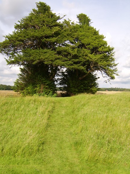 trees