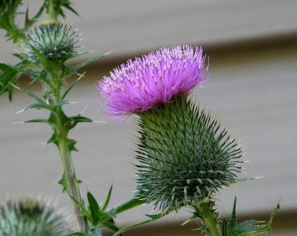 Thistle: Prickly Beauty