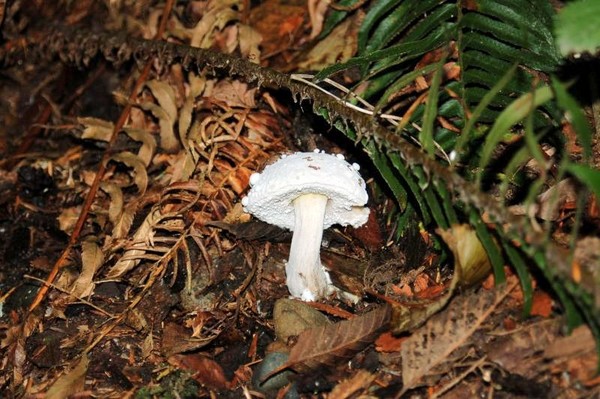 mushroom on forest floor