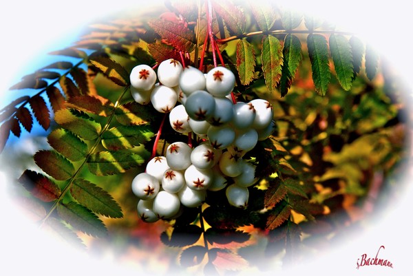 White Chinese Rowan berries !