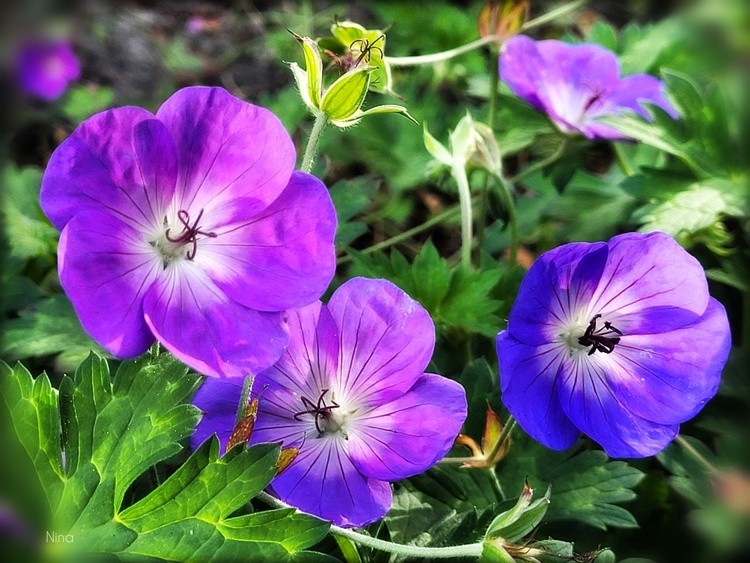 Violet purple
