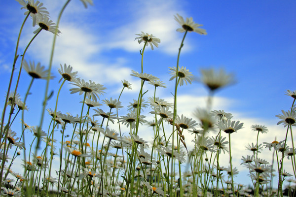 Daisy Field 001