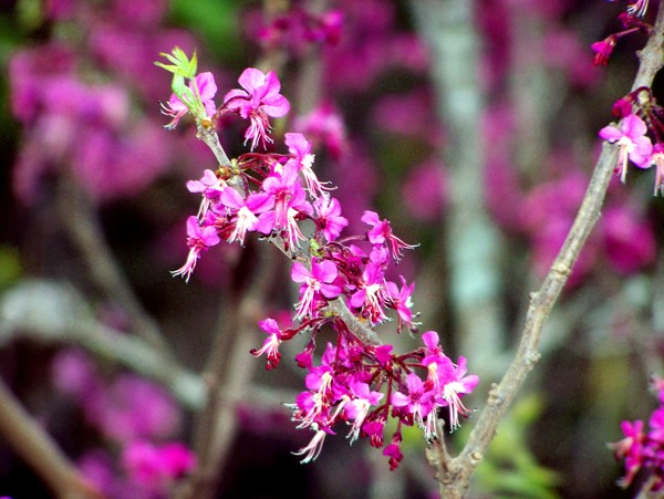 Redbud