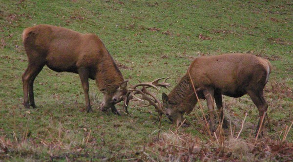 Stag Fight