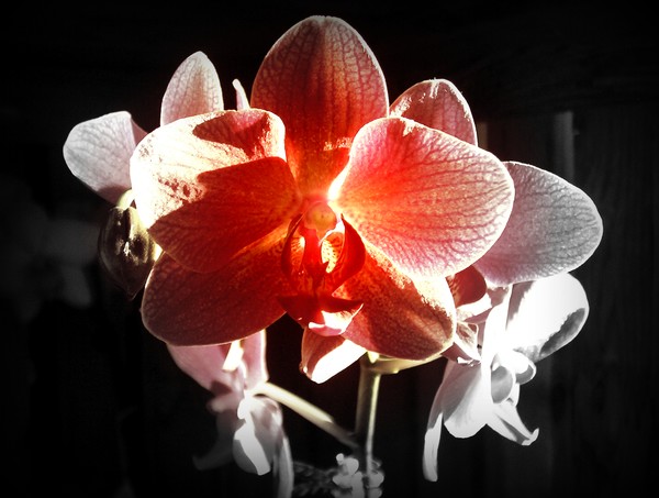 Orchid