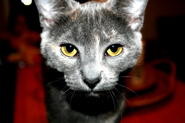 Inquisitive Kitten