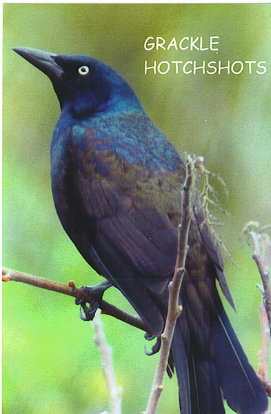 GRACKLE 