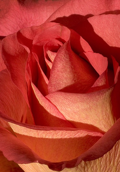 Rose Kiss