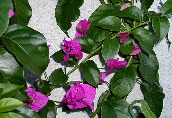 Bouganvilla