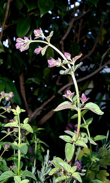 Marjoram~1