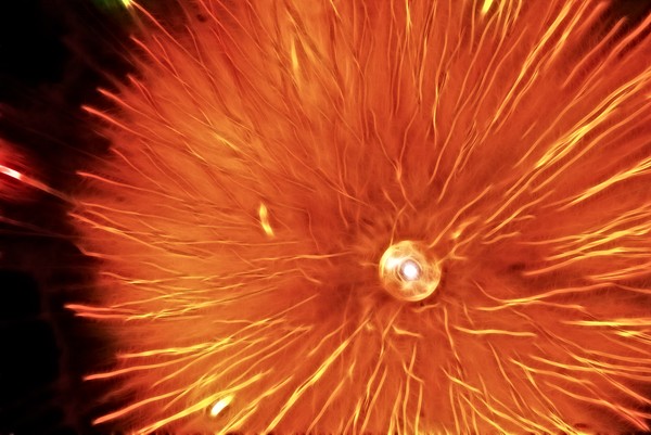 Firework Bloom