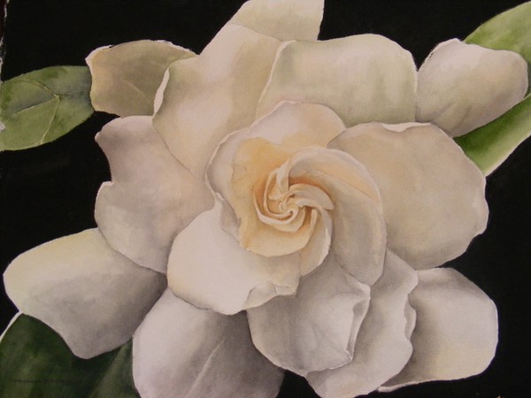 gardenia