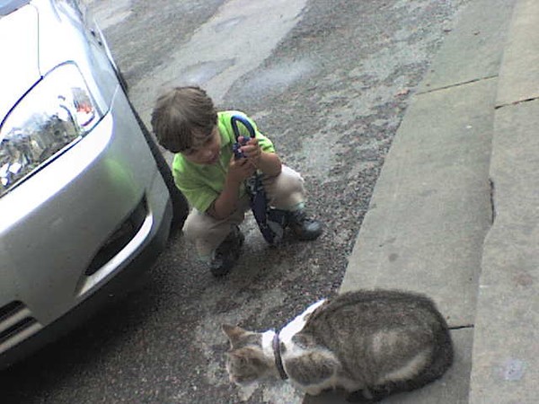 cat
