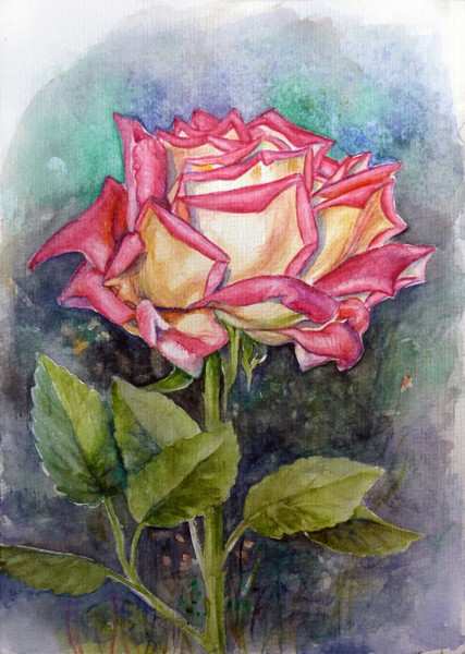 rose 3