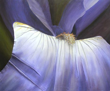 iris