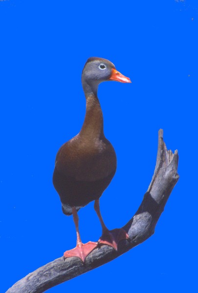 Black-bellied Whistling Duck 1