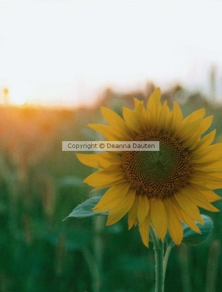 Good Morning Sunshine